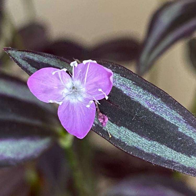 plant image 1497276