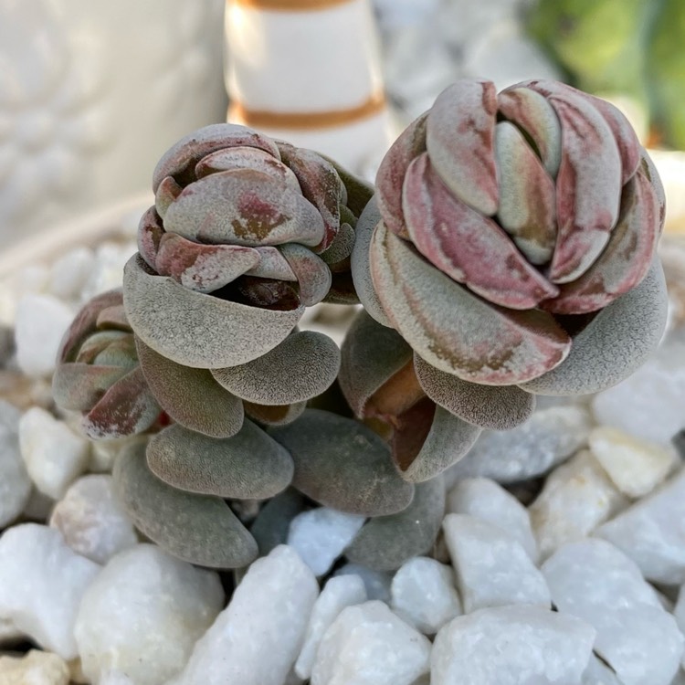 plant image 1498320 plant image 1498320
