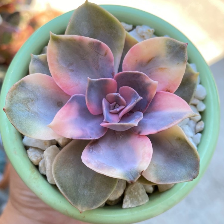 plant image 1502181
