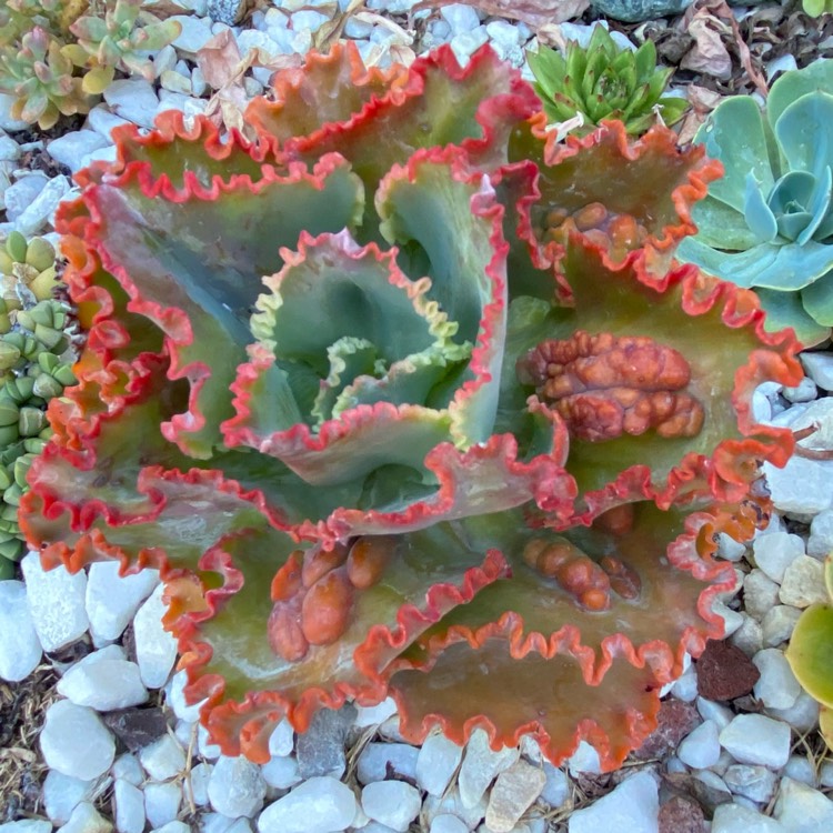 plant image 1502201