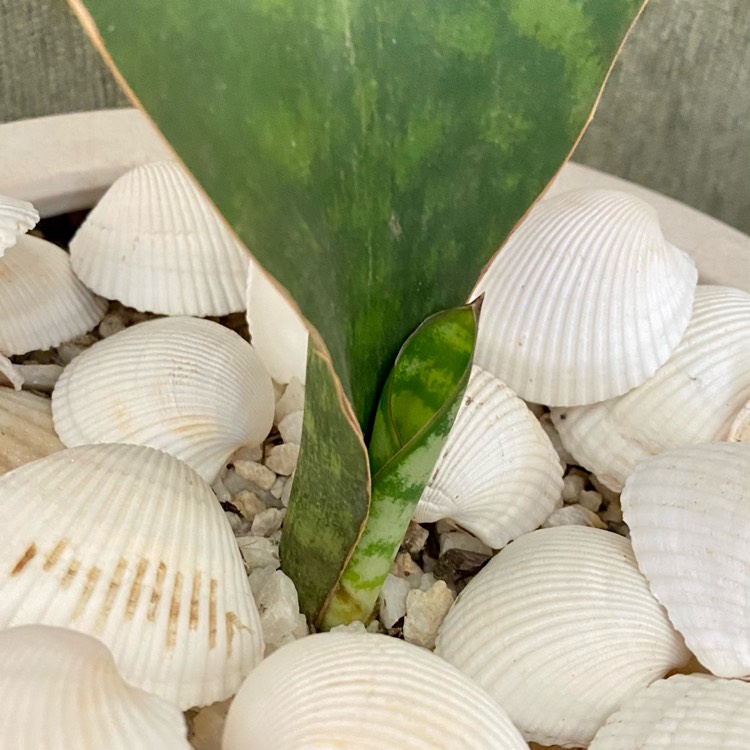plant image 1502623