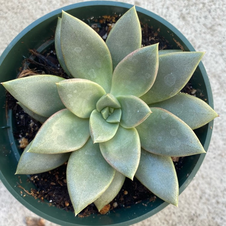 plant image 1504003
