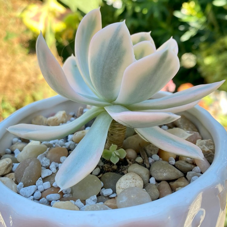 plant image 1515423