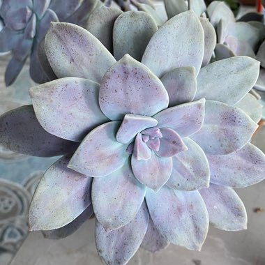 Graptopetalum Superbum