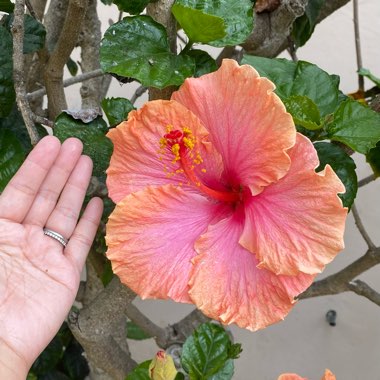 Hibiscus Rosa-Sinensis 'Erin Rachel'