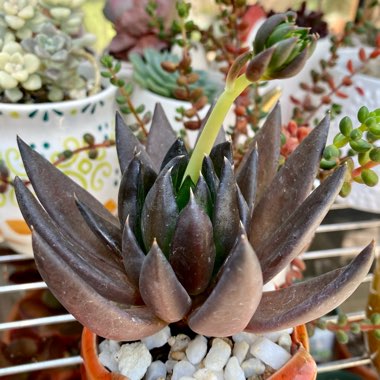 Echeveria Affinis sp.