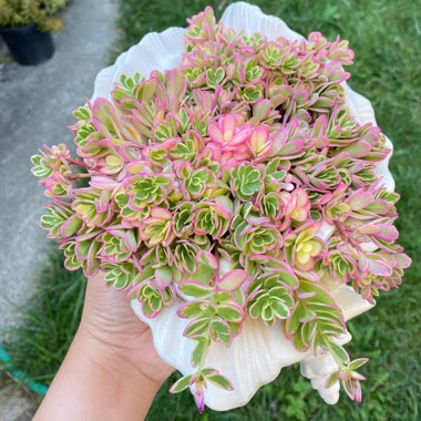 Portulaca Hana Misteria
