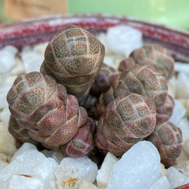 plant image 1528376