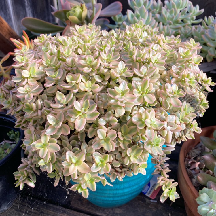 plant image 1528698