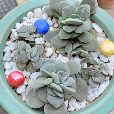 Crassula 'Morgan's Beauty'