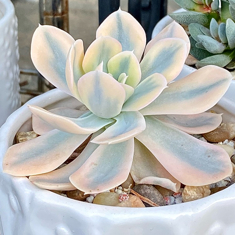 plant image 1529673