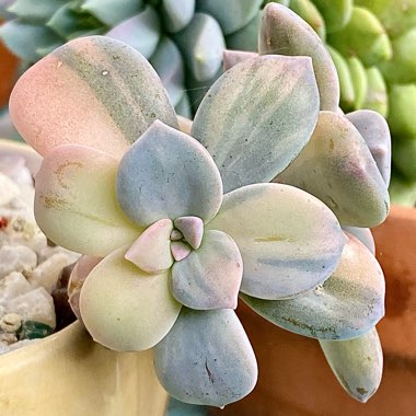 Graptopetalum Superbum Variegated