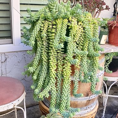 Sedum Burrito