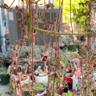 Ceropegia linearis subsp. Woodii