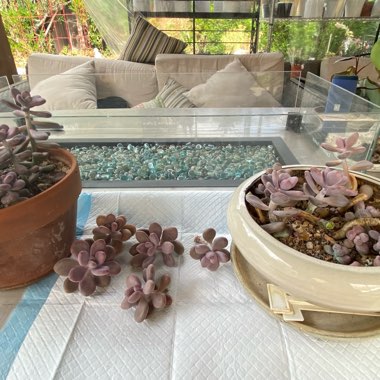 Graptopetalum Amethystinum