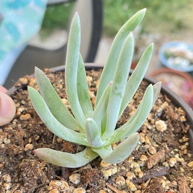 Dudleya edulis