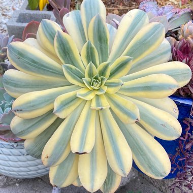 Aeonium Sunburst