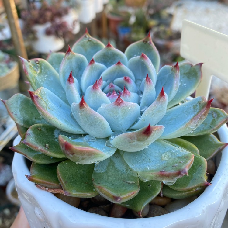 plant image 1541646