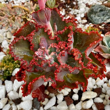 Echeveria Crimson Tide