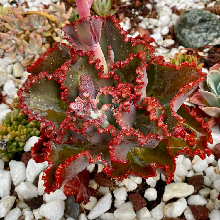 plant image 1542502