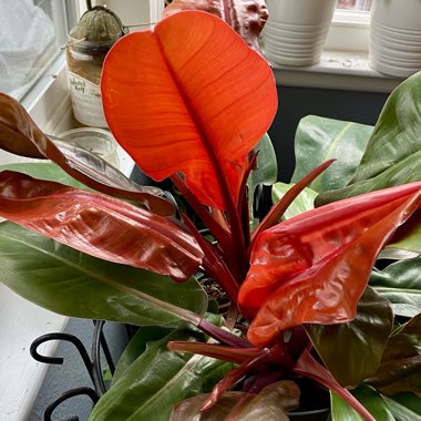 Philodendron 'Prince of Orange' syn. Philodendron 'Orange Prince'