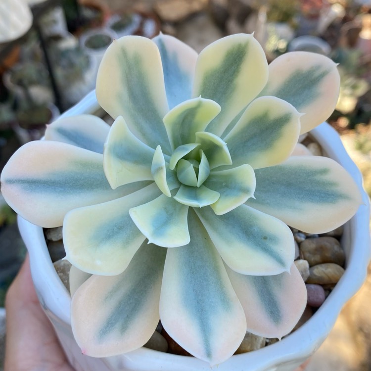 Plant image Echeveria Akaihosi Variegata