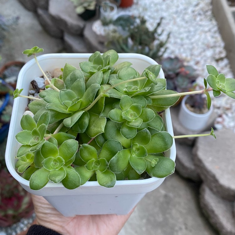 Plant image Crassula 'Orbicularis'