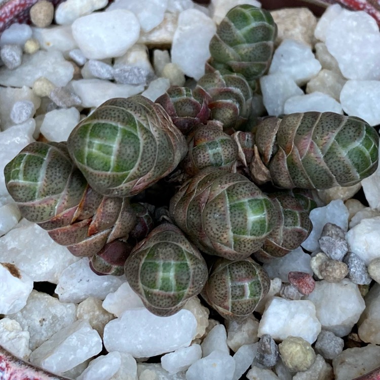 plant image 1545728