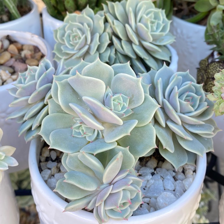 plant image 1546770 plant image 1546770