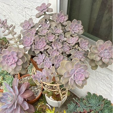 Graptopetalum Purple Delight syn. Graptopetalum Snow White