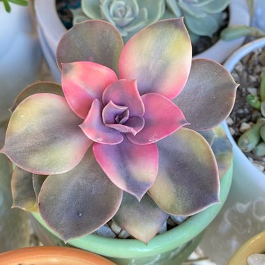 Echeveria Rainbow