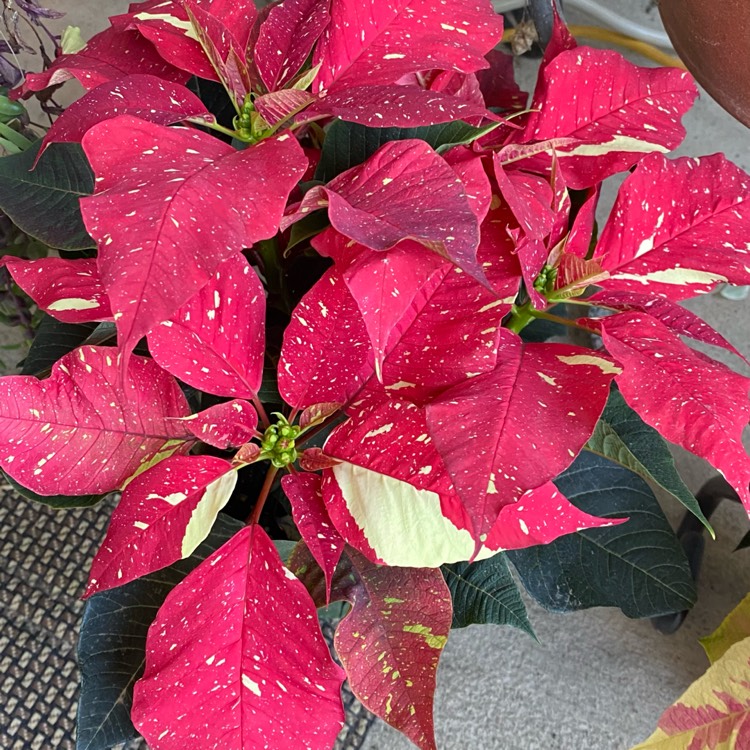 plant image 1548869