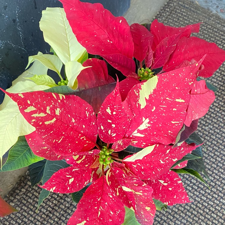 plant image 1548875