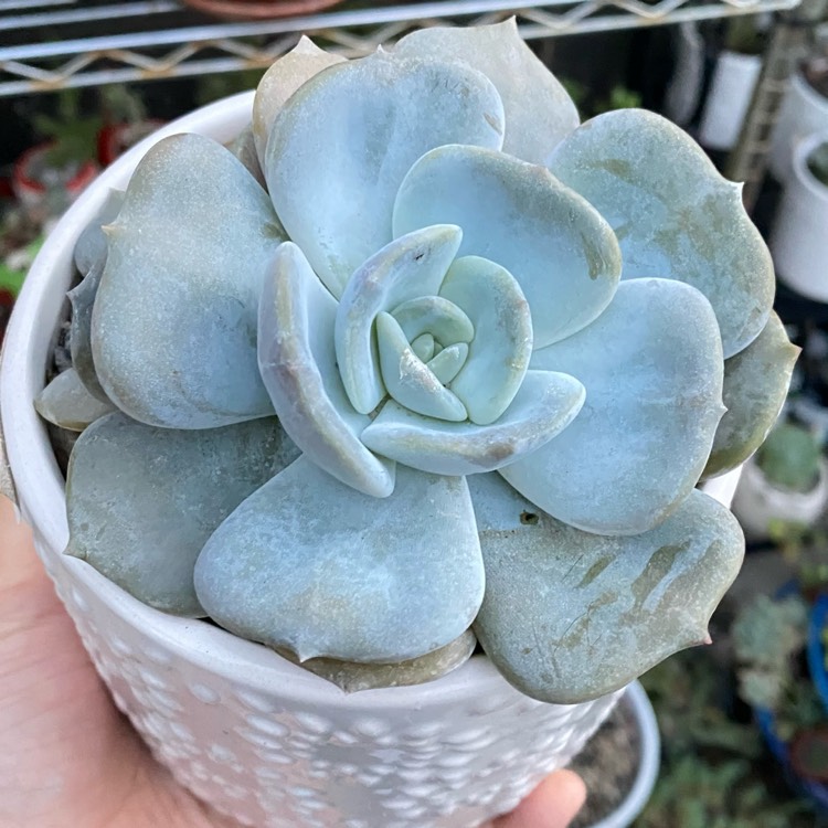 Plant image Echeveria Moondust
