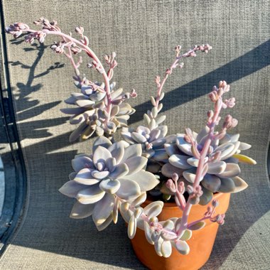 Graptopetalum Murasaki