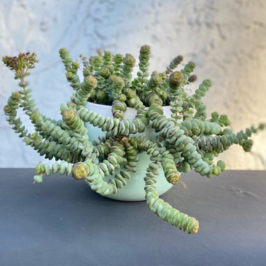 Crassula Perforata ssp. Kougaensis