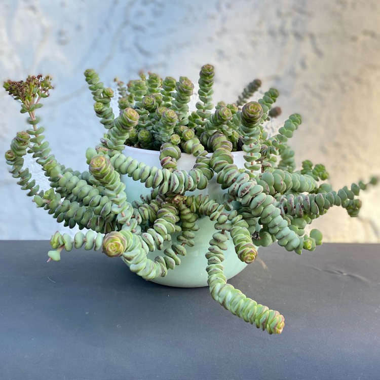 plant image 1554223