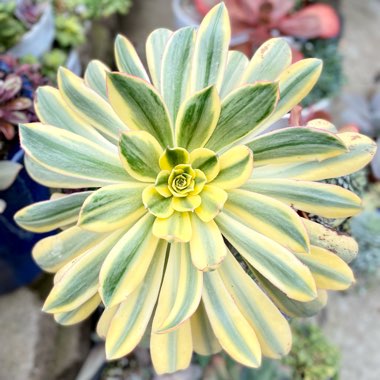 Aeonium Sunburst