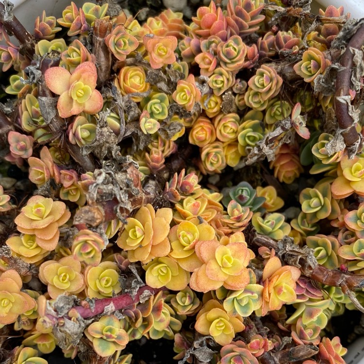 plant image 1557945 plant image 1557945