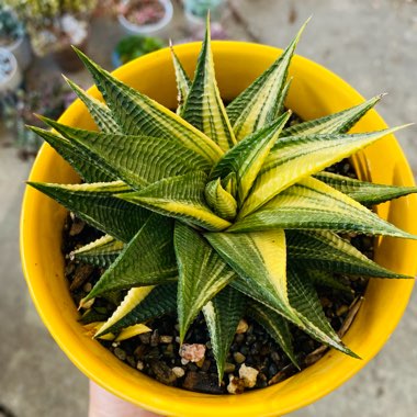Haworthiopsis Limifolia var. Limifolia Variagata