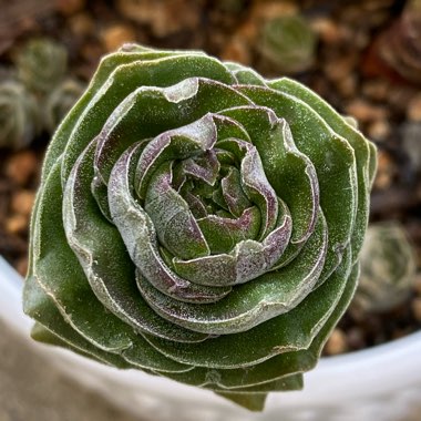 Crassula Kimnachi