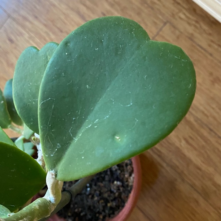 plant image 1560778 plant image 1560778
