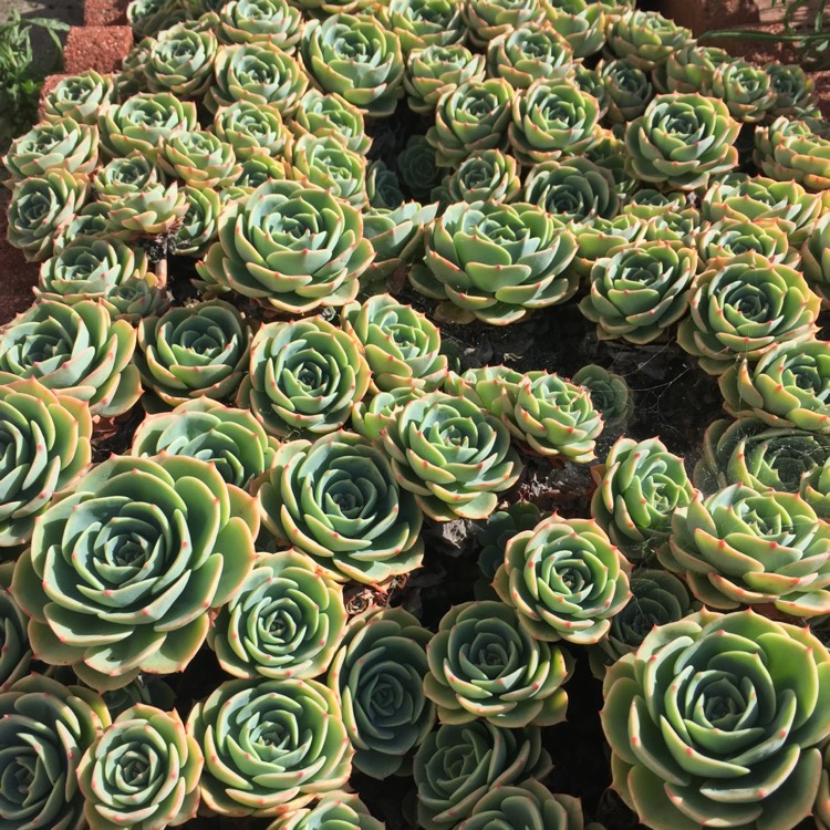 plant image 1560922 plant image 1560922