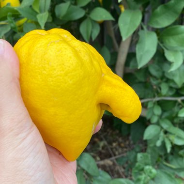 Citrus limon syn. Citrus x limonia