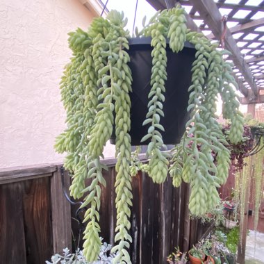 Sedum Morganianum