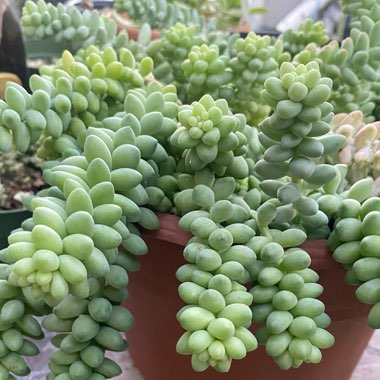 Sedum Burrito