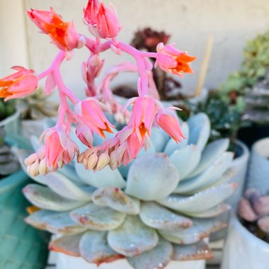 Echeveria Monroe