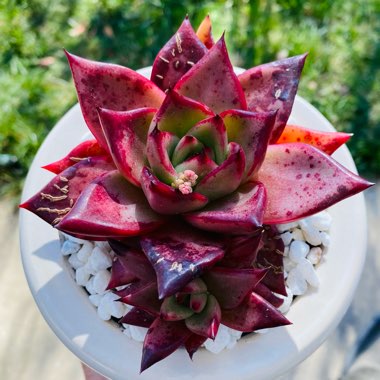 Echeveria Agavoides Red Ebony