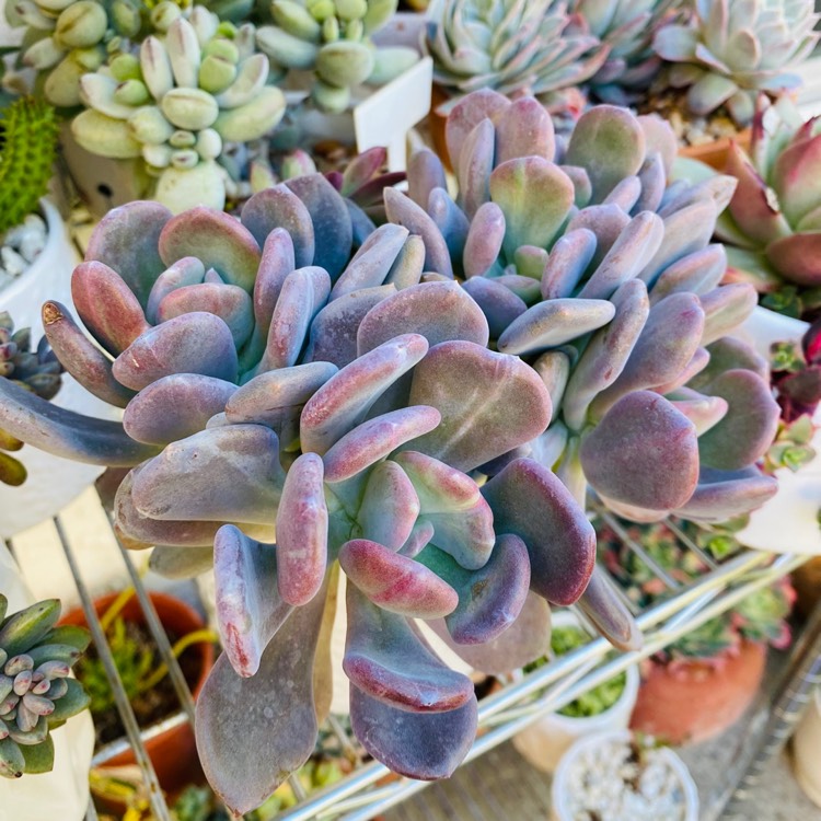 plant image 1567436