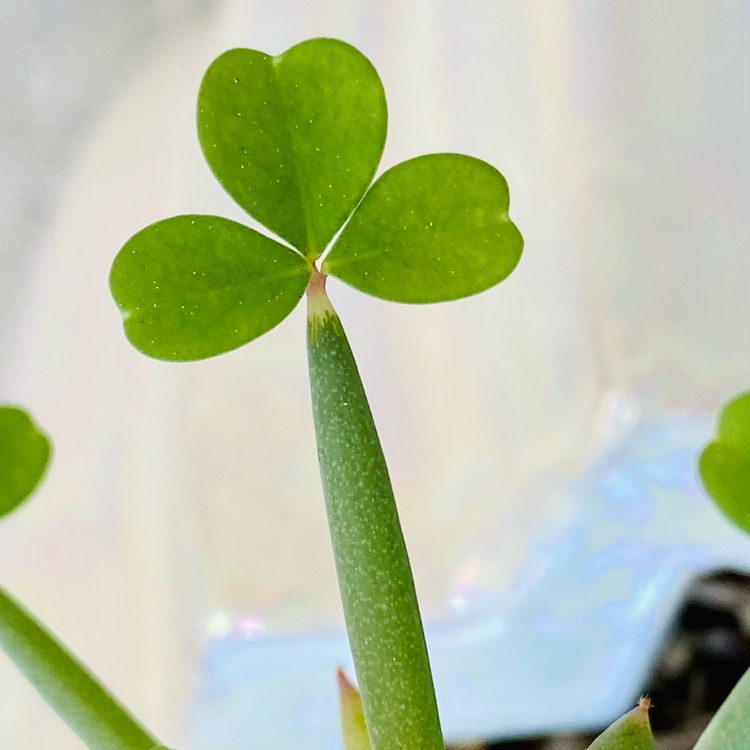 plant image 1570458